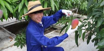 38年の研究が実を結んだ傑作！ 近大マンゴー「愛紅」　千疋屋総本店 日本橋本店と伊勢丹首都圏3店舗で販売