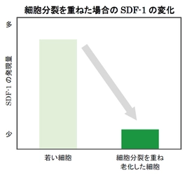 ヤグルマギクにシミ抑制に関わる真皮の 「SDF-1」を増やす効果を発見　 第75回日本酸化ストレス学会学術集会にて発表