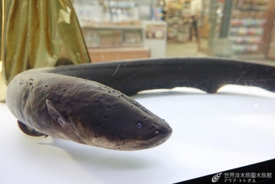 OxSohKsFfAqq0QZw9giH.jpg?w=940&h=940