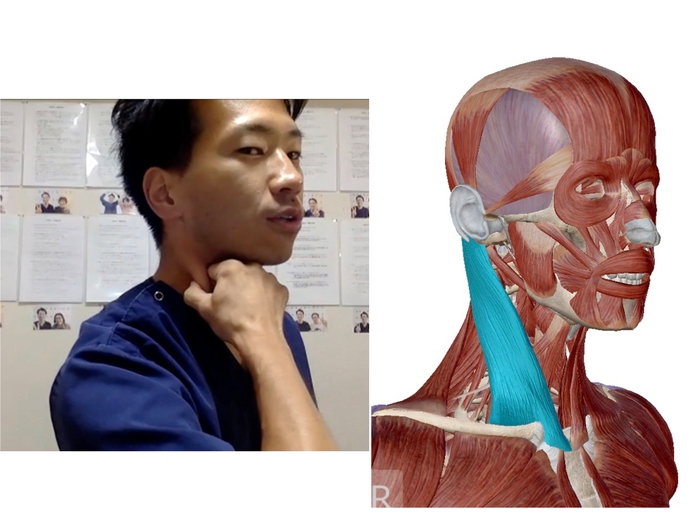 (セミナーの様子:首のマッサージ/胸鎖乳突筋)