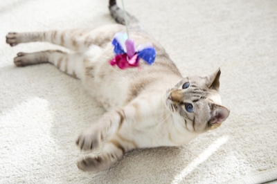 P2fTDjxMgfZwX95cyWhf.jpg?w=940&h=940