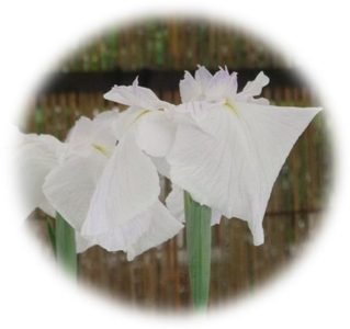 P4JZDKZIfyi2T1VghrBF.jpg?w=940&h=940