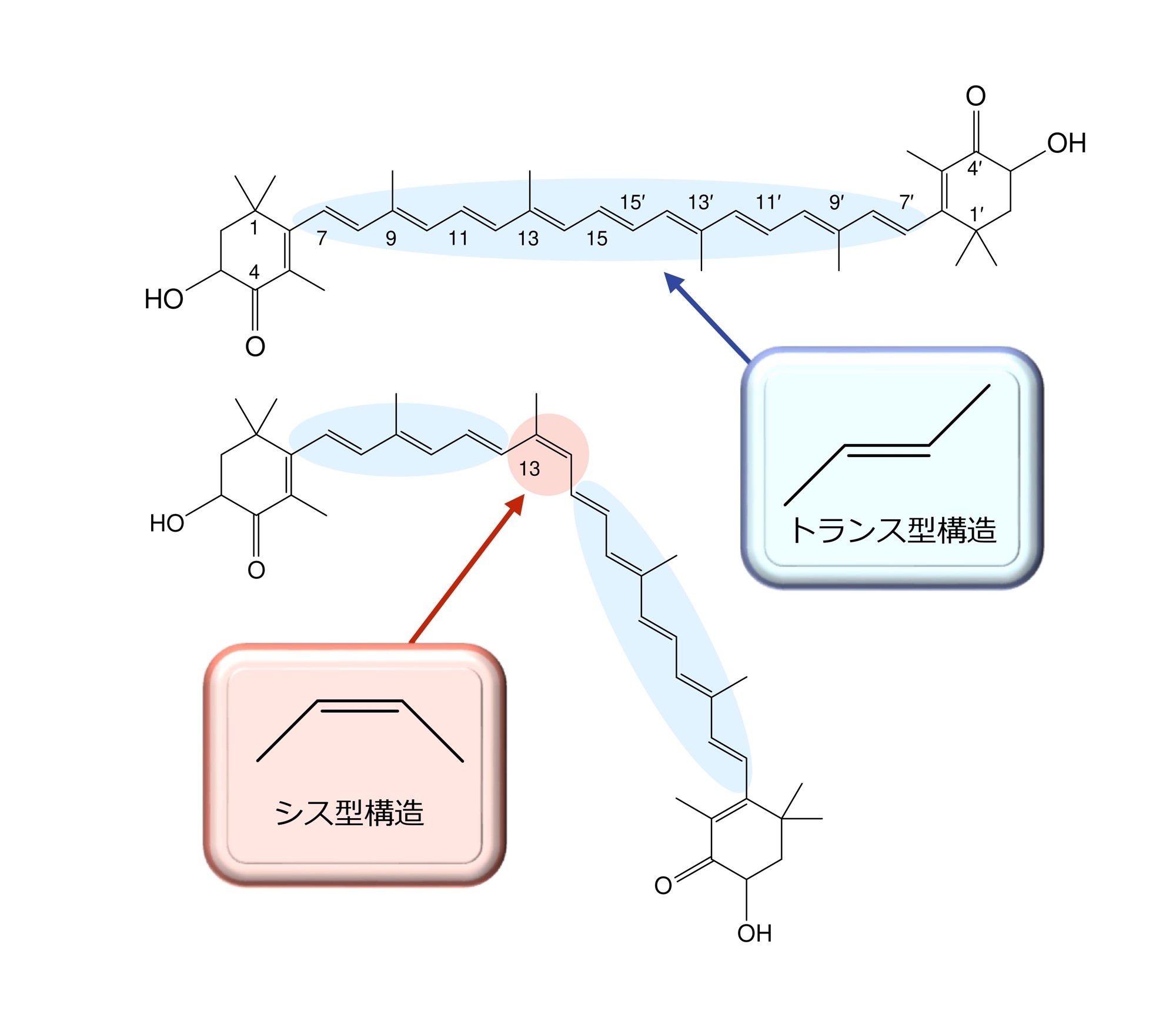図3:トランス型カロテノイドとシス型カロテノイドの例:(上) トランスアスタキサンチンと(下) 13-シスアスタキサンチン