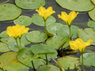 【水元公園】オニバス・アサザの一般開放のお知らせ