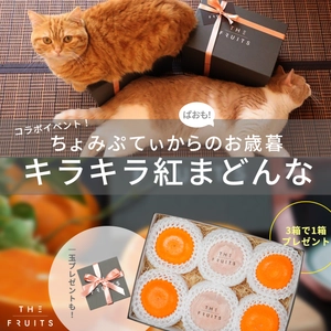 アイドル猫“ちょみぷてぃ”からもれなくお歳暮が届く！ 青果店THE FRUITSがコラボイベント「キラキラ紅まどんな」を 11月27日より開催