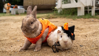 淡路島の小さな動物園「のじま動物園」 秋のイベントが盛りだくさん『秋のどうぶつえんまつり』9月・10月に開催！