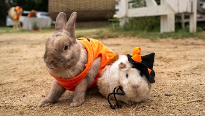 P8rrpx59dPuXN54XCjwJ.jpeg?w=940&h=940