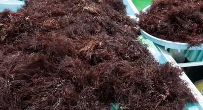 PAbYUi1xC71tfhMT9z3O.png?w=940&h=940