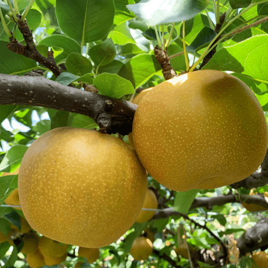 新甘泉(しんかんせん)