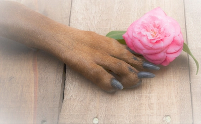 愛犬がふと見せる飼い主への感謝の気持ちを込めた仕草を紹介！