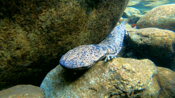 オオサンショウウオ