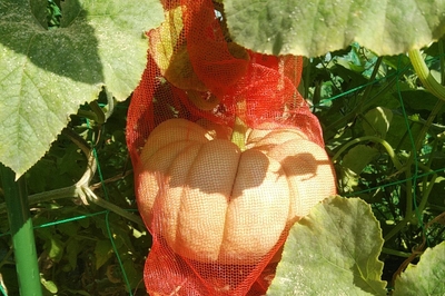 PO2Y12tCO2THtlCRxi2E.jpg?w=940&h=940