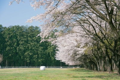 牧場内の桜