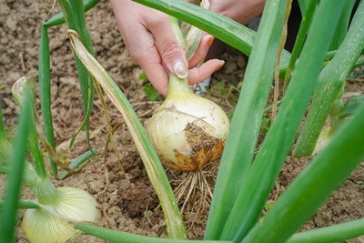 PXmNQB9iMklgP9JHlbhp.jpg?w=940&h=940