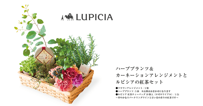 ハーブプランツ&カーネーションアレンジメントとルピシアの紅茶セット