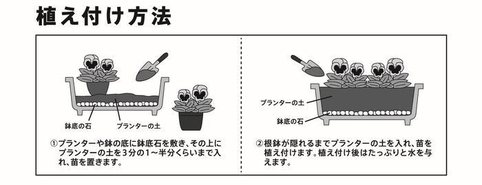 植えつけ方法(プランターの場合)