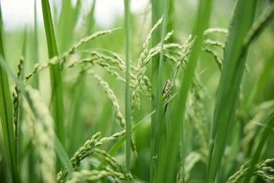 PZChyJgFJrGEMMu4TX85.jpg?w=940&h=940