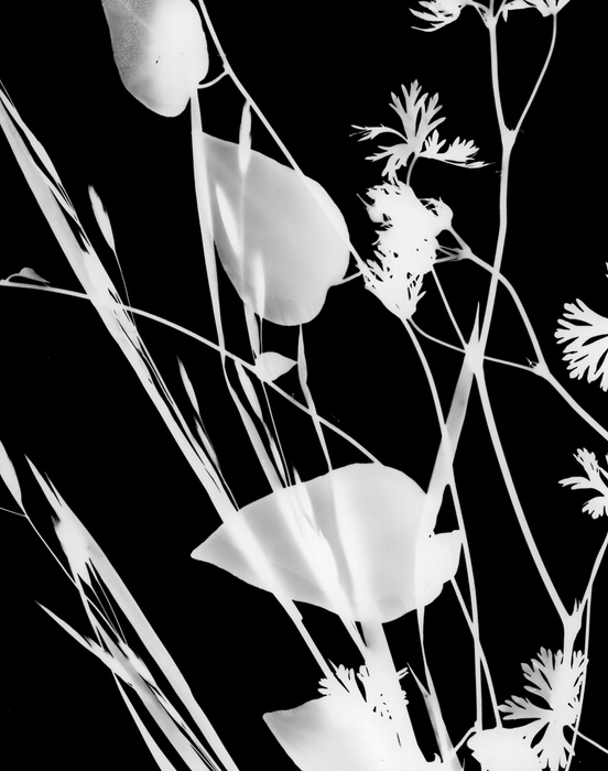 フォトグラム作例 (C)Yoichiro Nishimura