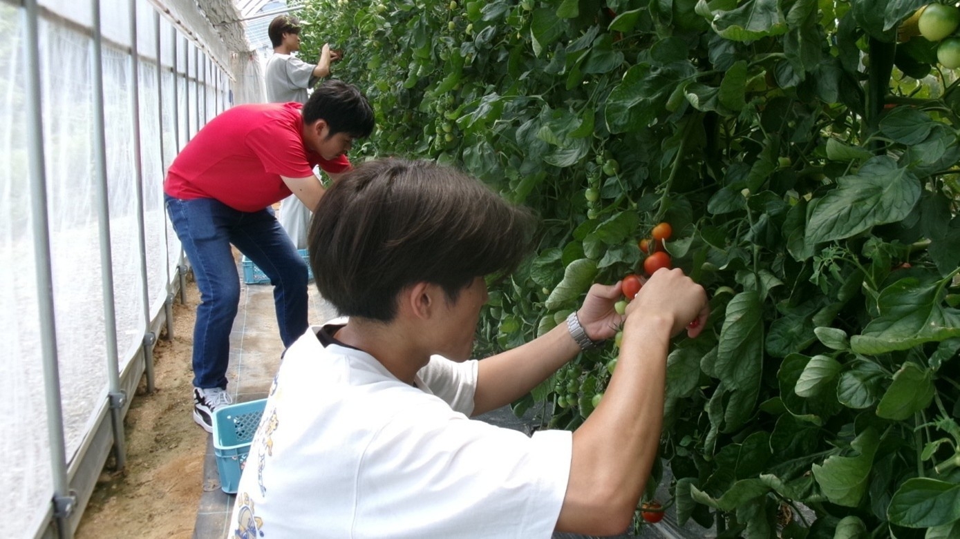 近大ICTトマトを収穫する学生