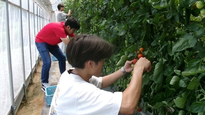 近大ICTトマトを収穫する学生