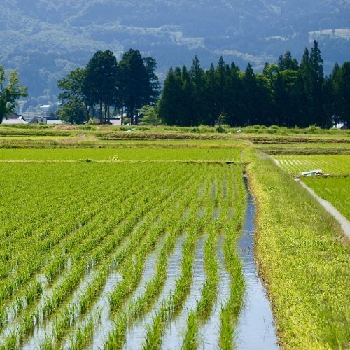 田んぼの景色