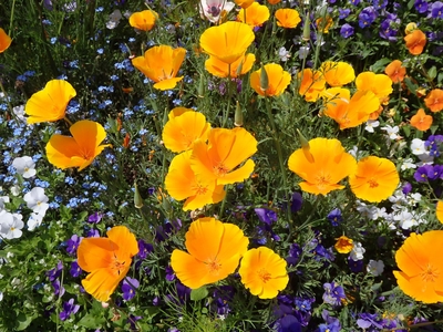 エスコルチア (5月上旬～6月中旬)