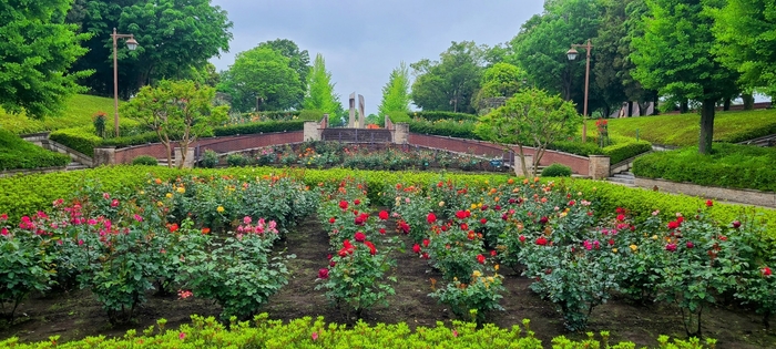 最盛期のバラ園(昨年の様子)