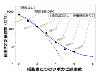 図2.イタケイソウにおける多重感染数の分布