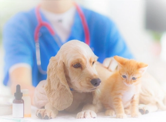 ペット保険を使う動物病院ではどんなケアを受けることが出来るのか？