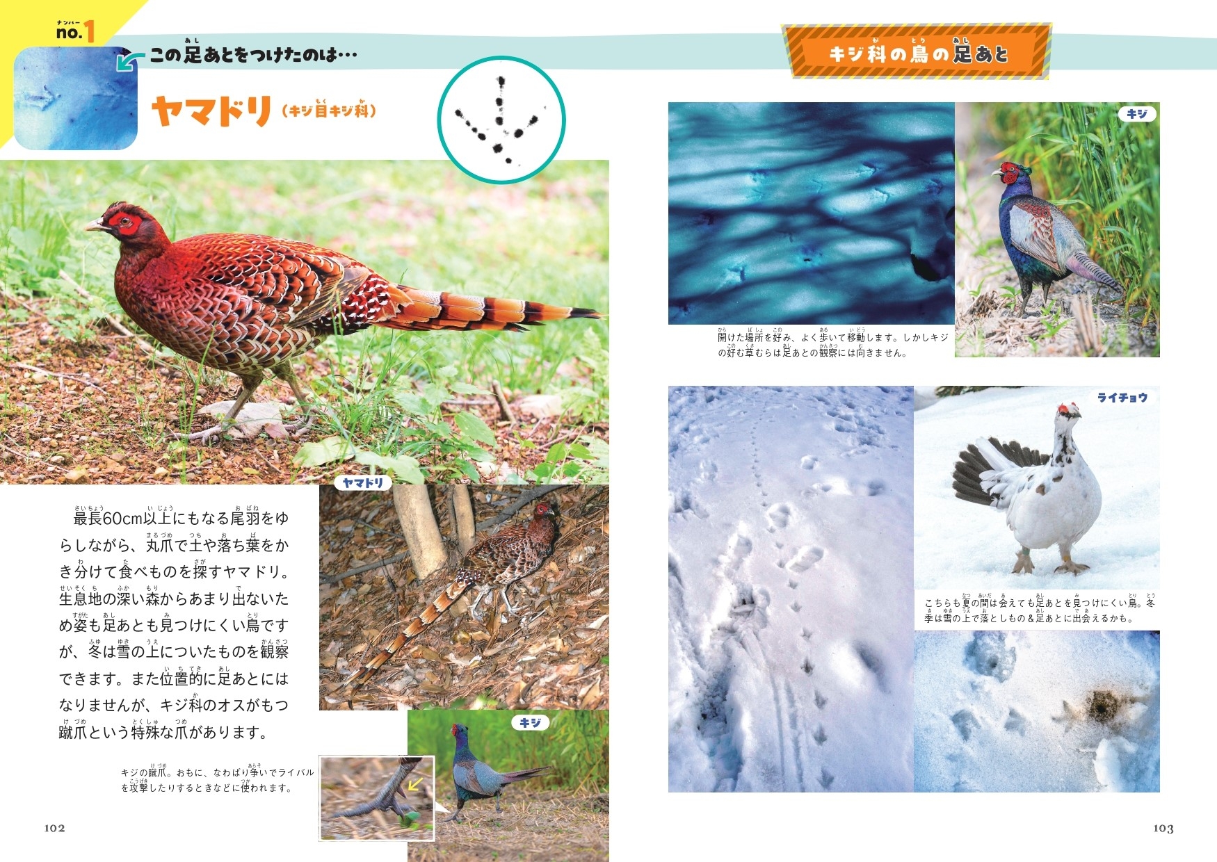 これ、だれの足あと?