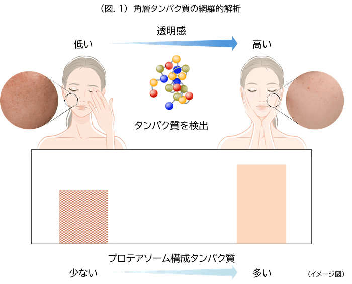 (図.1)角層タンパク質の網羅的解析