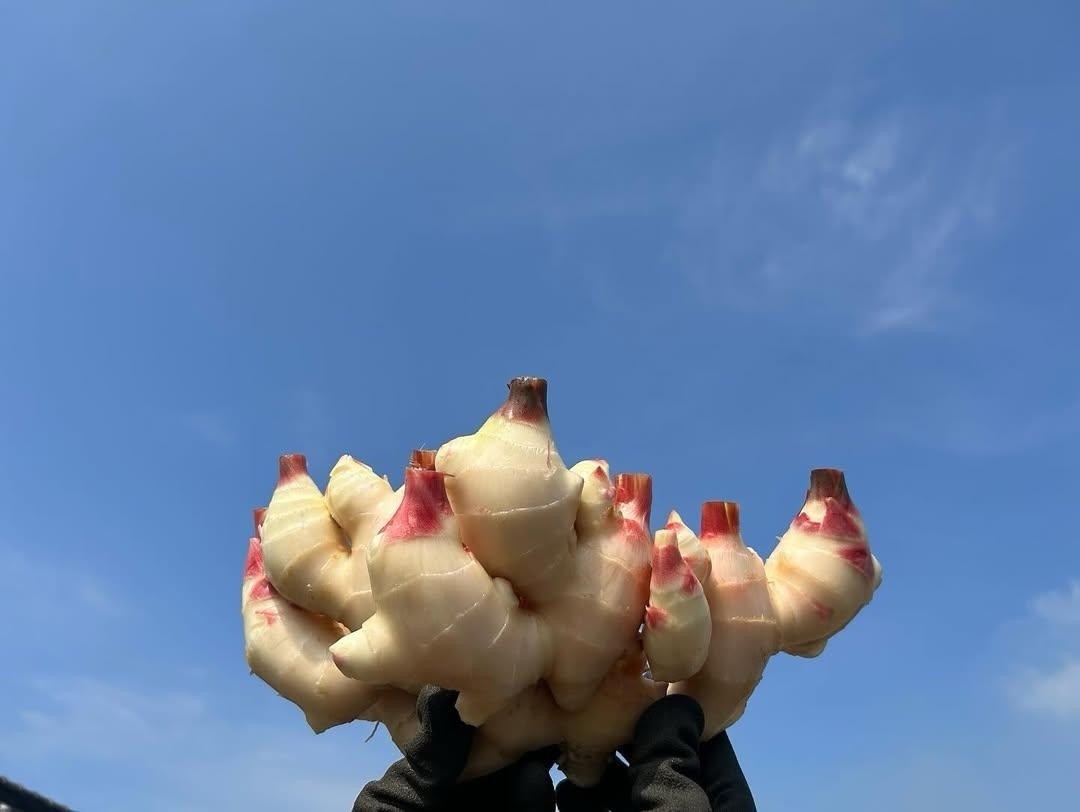 砂地栽培の畑からみずみずしい新しょうがが収穫されます(田村農園 提供)