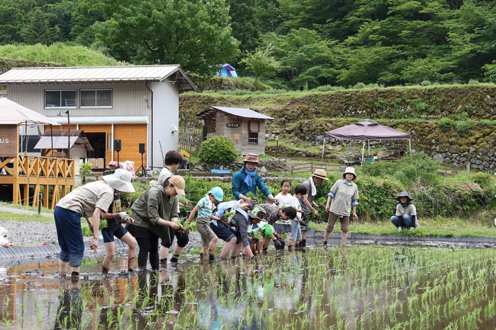 昔ながらの手植えで行う体験会