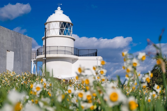 樫野埼灯台 例年の見ごろ:12月中旬~2月下旬 / 宿から車で約20分
