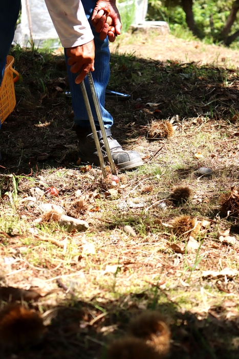 くりくり園2025初収穫