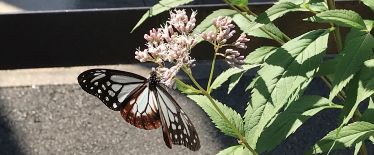 開花したフジバカマと飛来したアサギマダラ