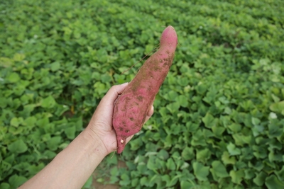 Q0xzY7OMLNok4HeDVccW.jpg?w=940&h=940