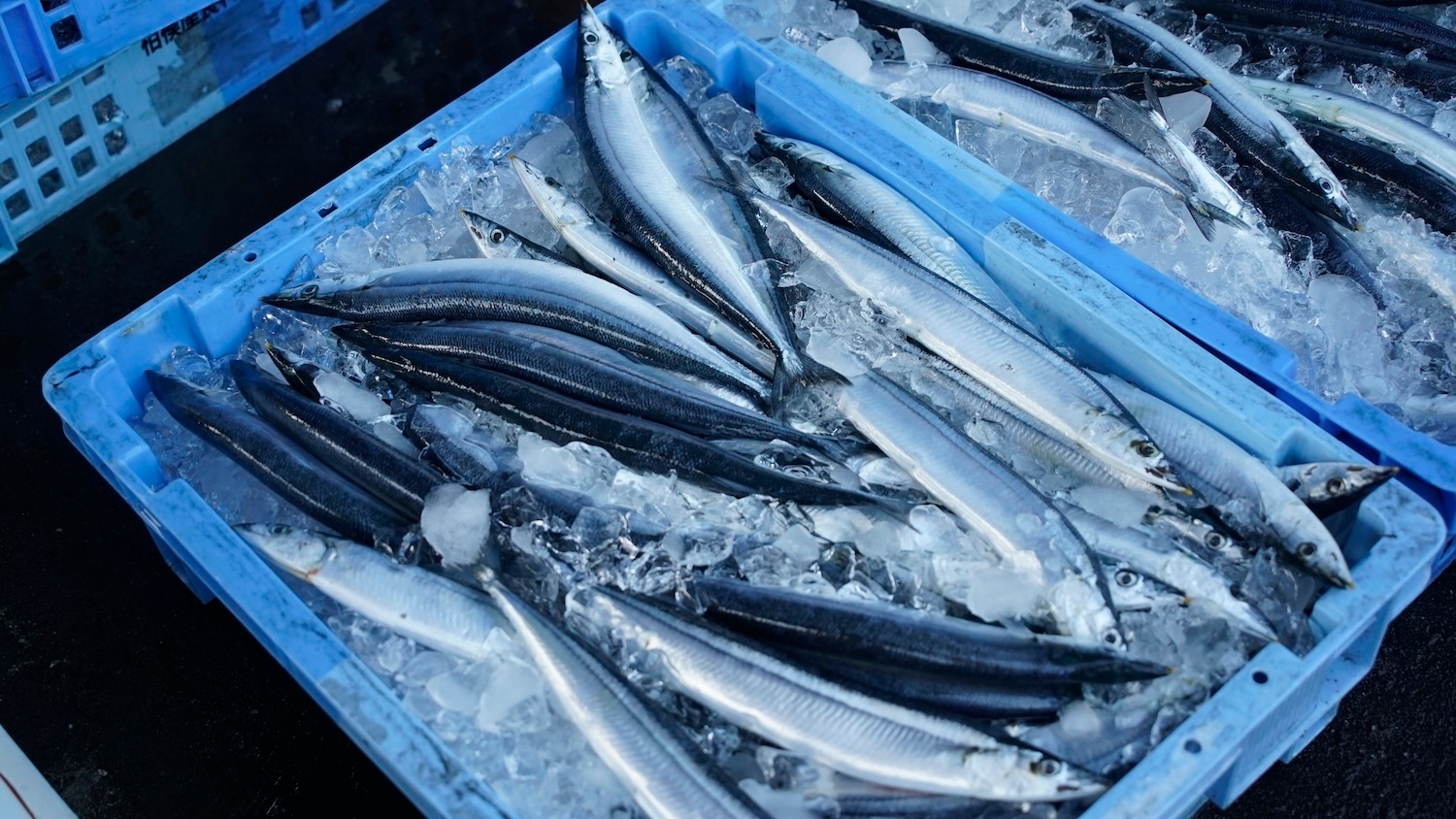 生さんま2000匹のおふるまいです!