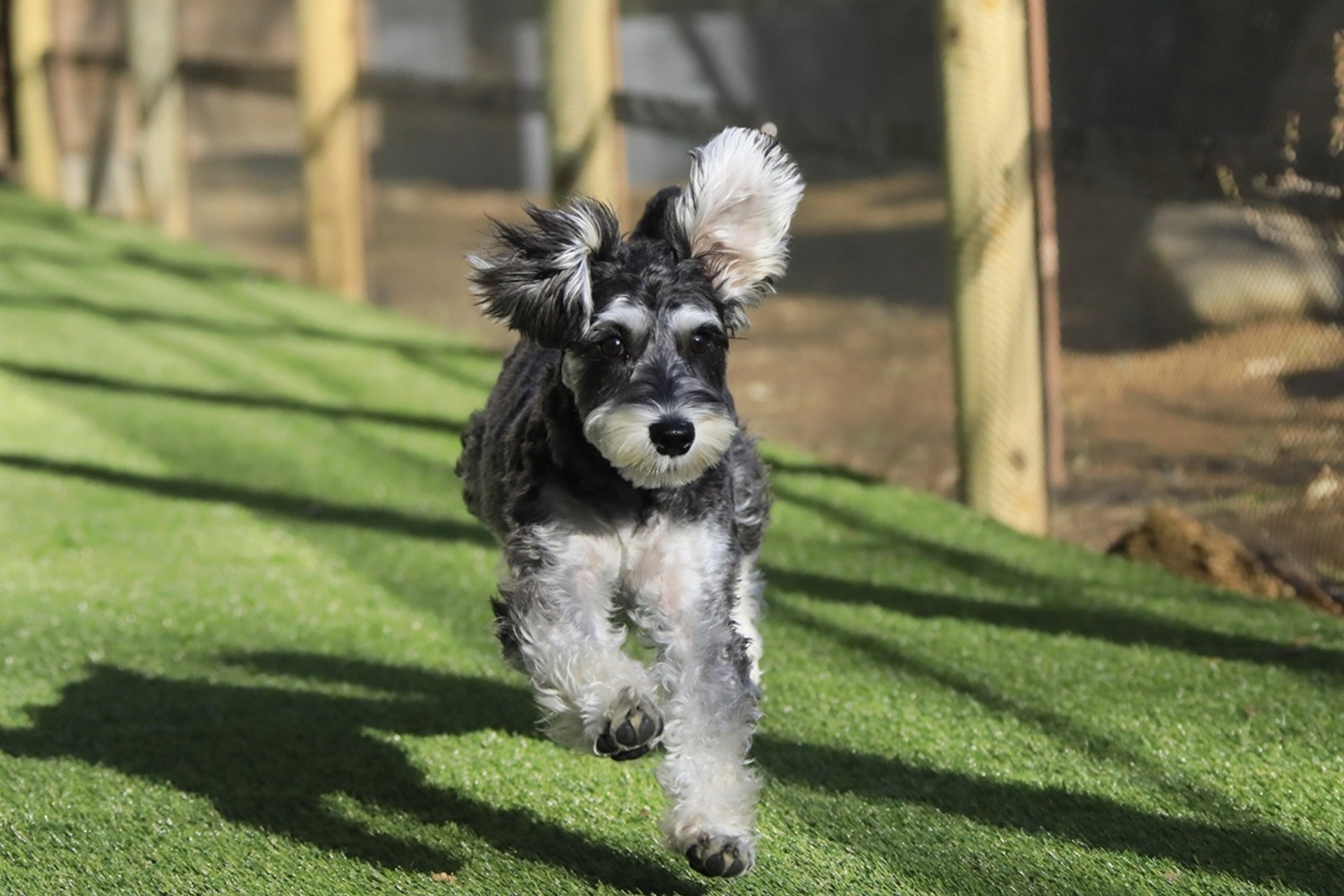 新潟の温泉リゾート宿「ゆとりろ越後湯沢」が愛犬同伴宿泊サービスを開始　専用客室およびドッグランを新設｜2026年6月より
