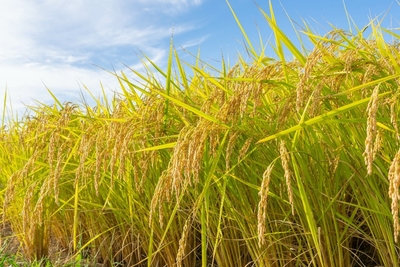 Q40l3jTpokTJceluBK06.jpg?w=940&h=940