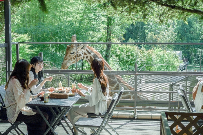 撮影場所:サユリワールド園内「キリンテラス」