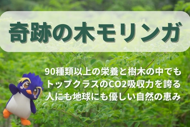 地球温暖化を止める！奇跡の木「モリンガ」植林計画が始動　 8月27日(水)よりクラウドファンディングを開始
