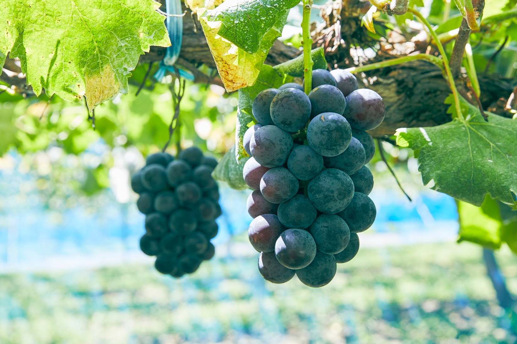 ニューピオーネ