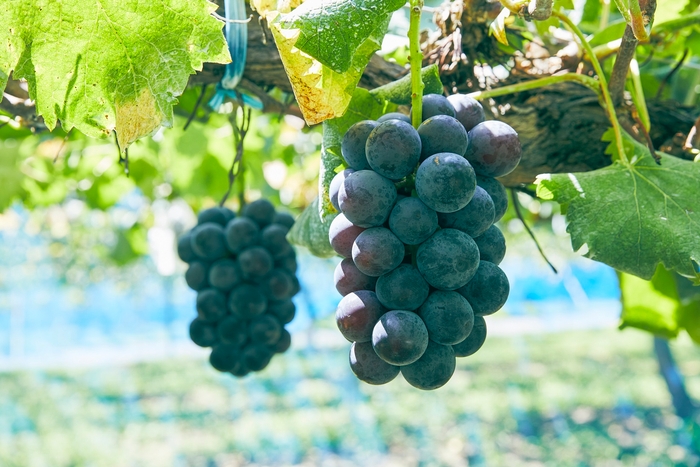 ニューピオーネ