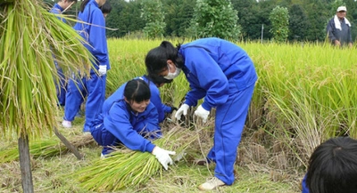 中学生が稲作実習で稲刈りを体験　地域とのつながり、感謝の気持ちを育てる総合学習