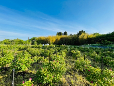 QDhbJWwbWjlUwPmPqmCx.jpg?w=940&h=940