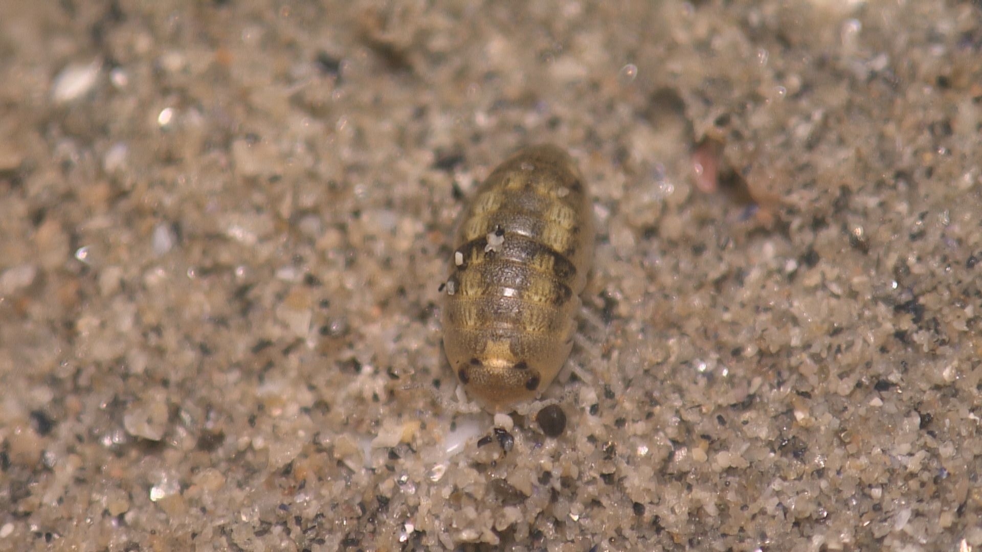 ハマダンゴムシ