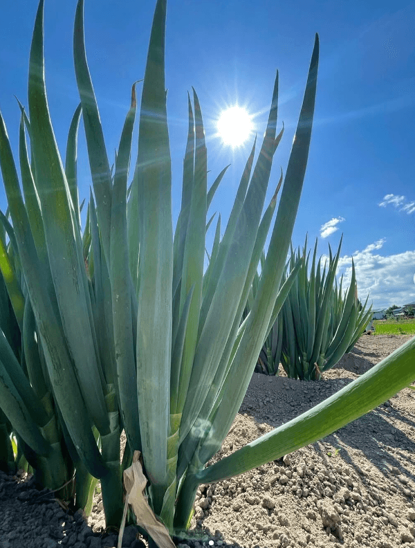 澄んだ空気と広大なネギ畑