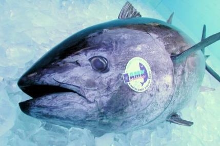 株式会社加美乃素本舗×近畿大学　近大マグロコラーゲン配合ルイキャラット美容液　3月20日（火）新発売