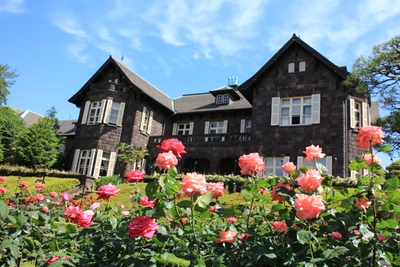 旧古河庭園の春バラの様子